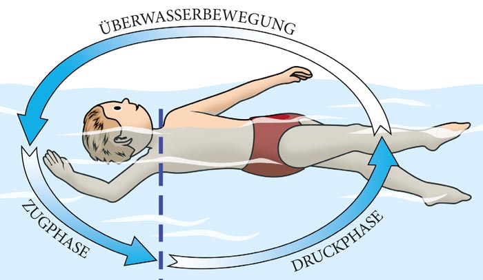 Schaubild Phasen beim Rückenschwimmen